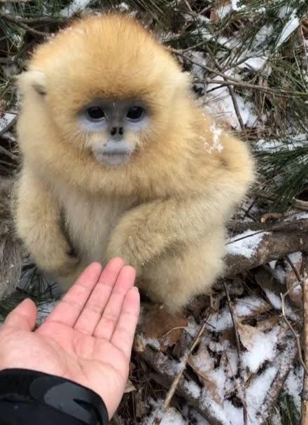 小猴子守城5手机版(小猴子守城5手机版怎么下载)-第2张图片-QuickQ官网