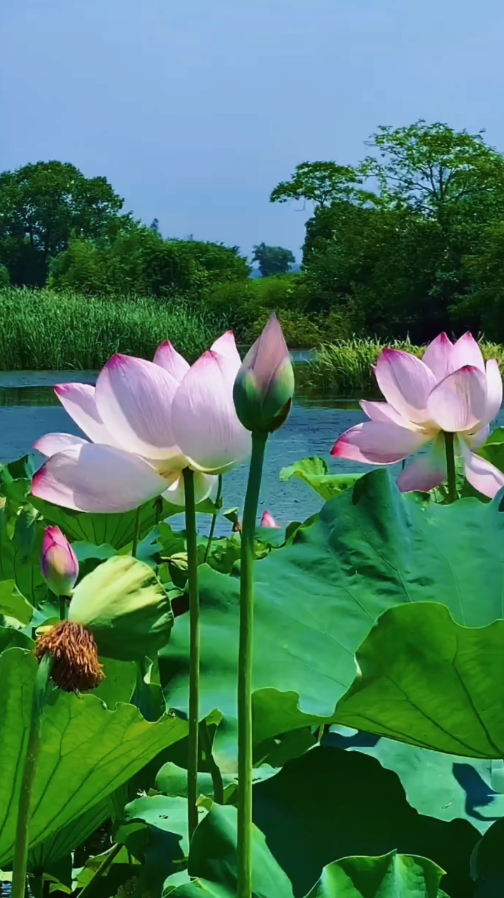 手机铃声版荷塘月色(免费下载手机铃声mp3荷塘月色)-第1张图片-QuickQ官网