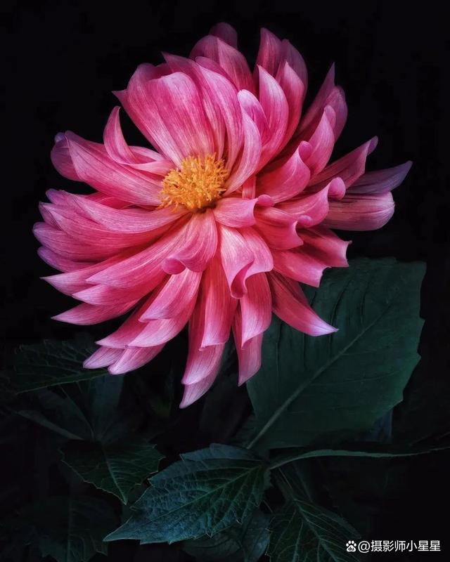 手机拍花暗黑版(手机如何拍暗黑系列)