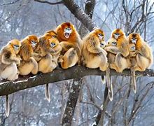 动物世界手机版拍摄花絮(动物世界手机版拍摄花絮视频)-第3张图片-QuickQ官网